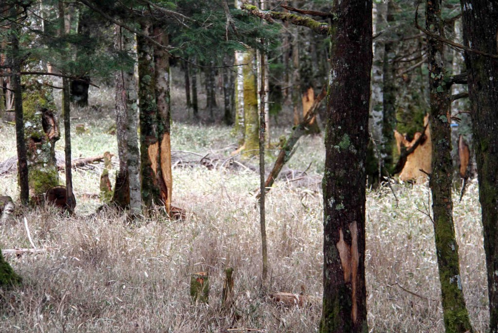 高山帯を中心にニホンジカによるはく皮被害が深刻化、数年で白骨林に