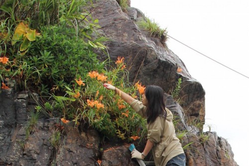 釜石市佐須地区・蛇島の崖の浜ユリの花