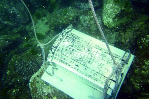 海中の人工魚礁