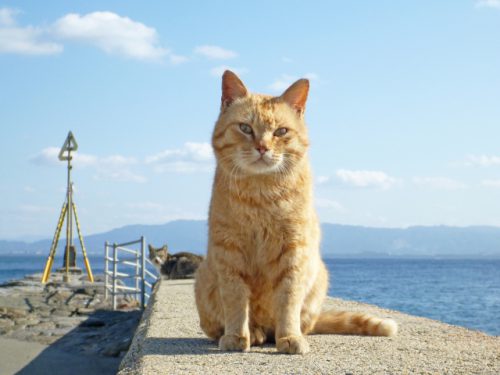 海辺のネコ