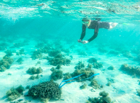 クイーンズランド大学の学生による珊瑚の測定の様子2
