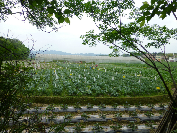 長汀県では主要作物のひとつ葉タバコの栽培が広がる
