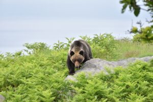 クマの写真
